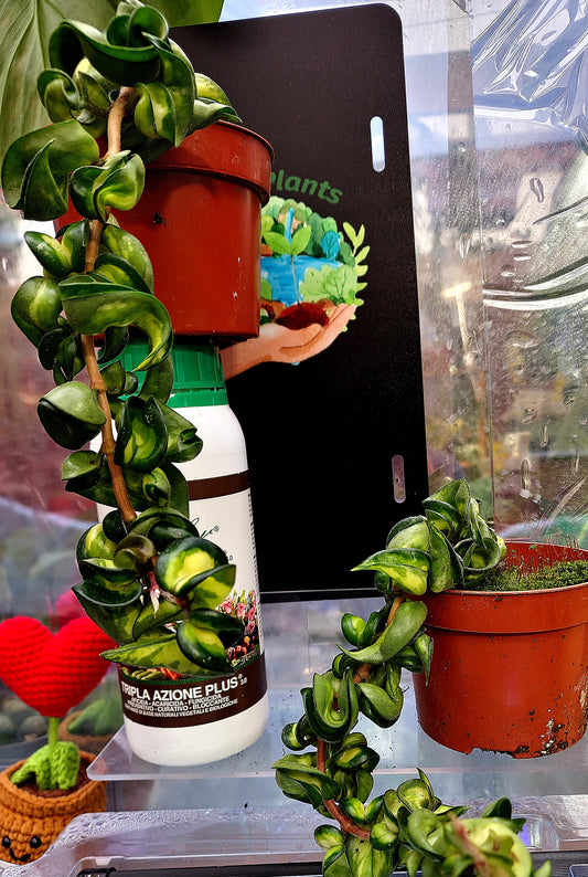 Hoya Compacta Mauna Loa - ONLY PLANTS