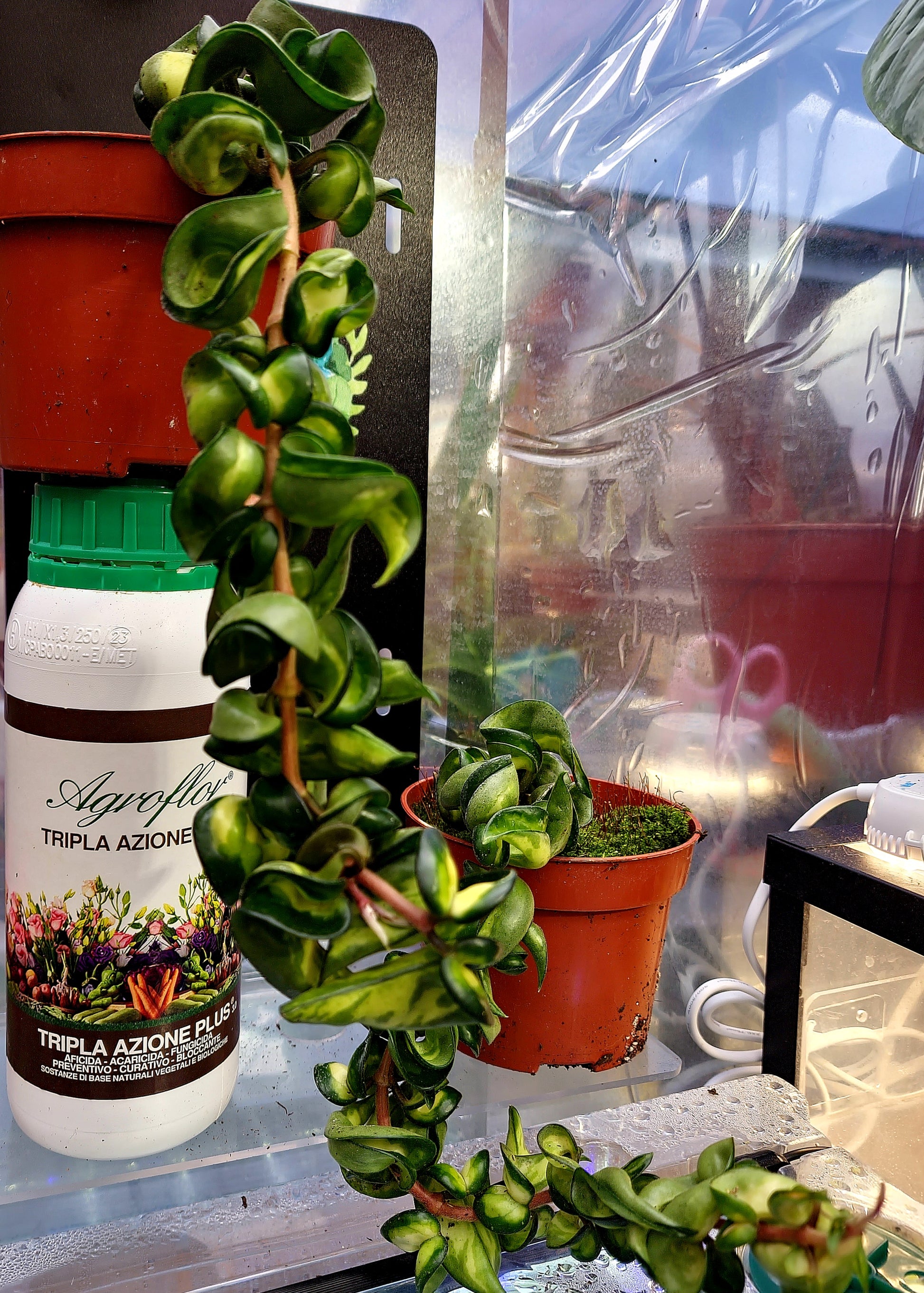 Hoya Compacta Mauna Loa - ONLY PLANTS