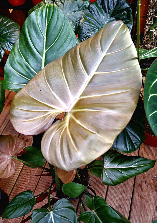 Philodendron Summer Glory - ONLY PLANTS