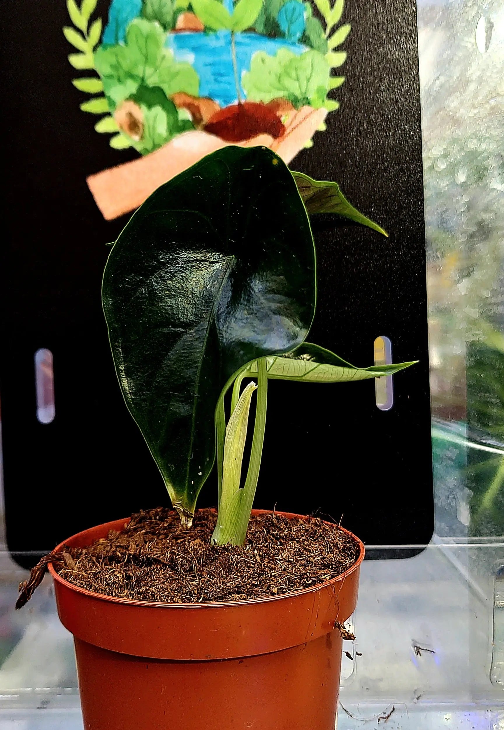 Alocasia Green Unicorn ONLY PLANTS