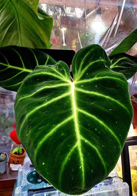 Philodendron Luxurian - ONLY PLANTS