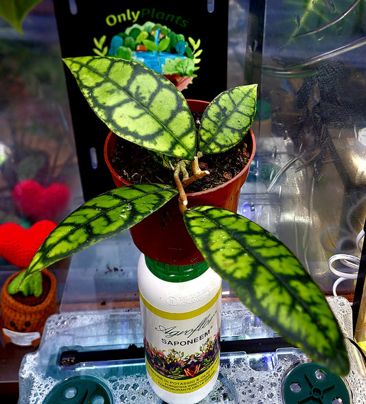 Hoya Callistophylla Black Cat - ONLY PLANTS