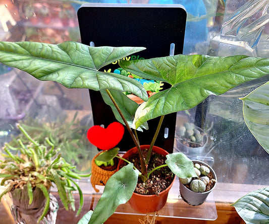 Alocasia Simpo ONLY PLANTS