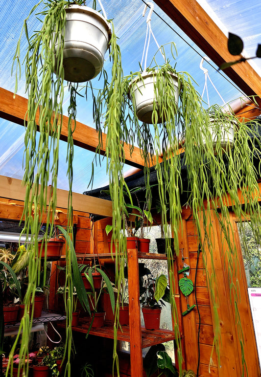 Hoya Linearis - ONLY PLANTS