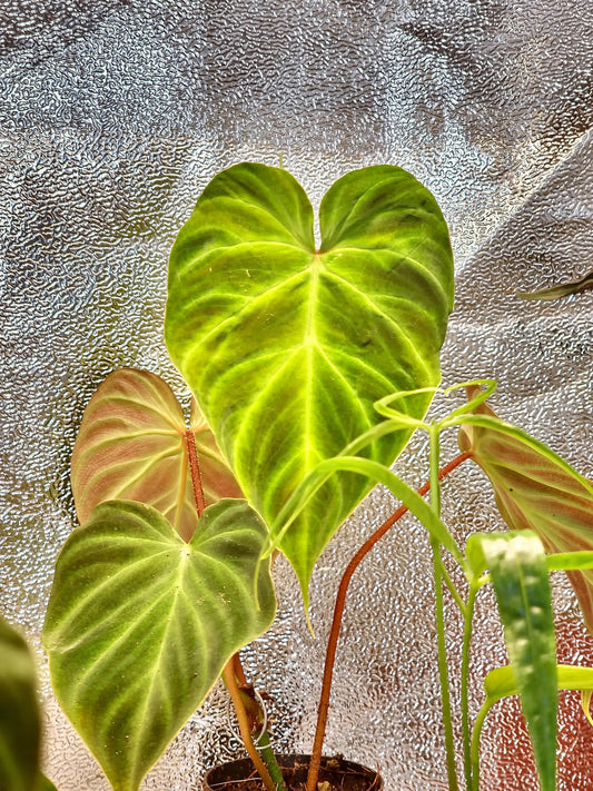 Philodendron Verrucosum Magic Mask ONLY PLANTS
