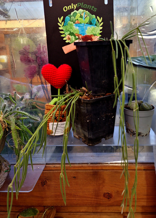 Hoya Linearis baby - ONLY PLANTS