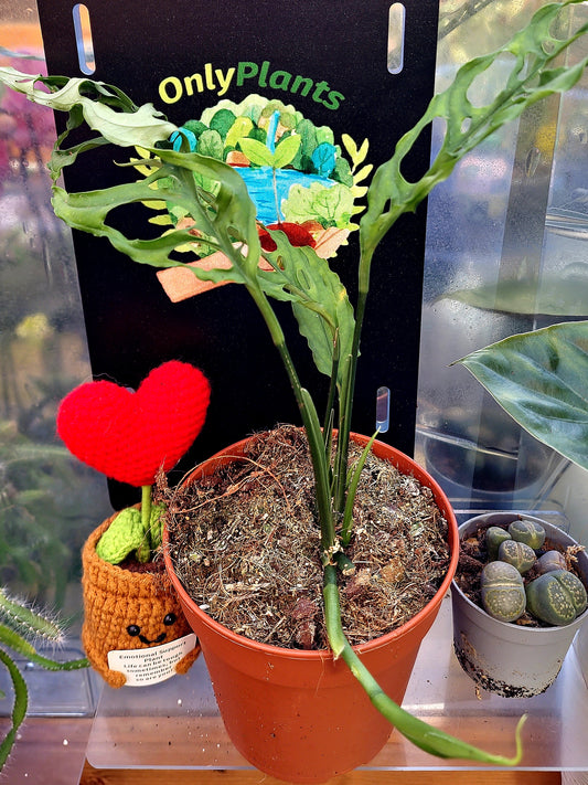 Monstera Obliqua - ONLY PLANTS