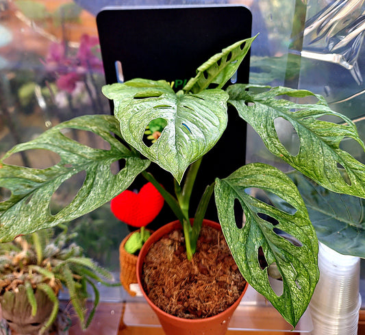 Monstera Adansonii Mint - ONLY PLANTS