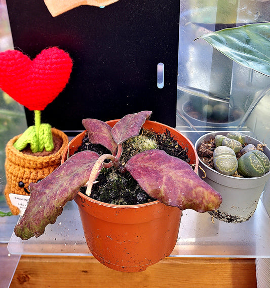 Hoya Waimaniae - ONLY PLANTS