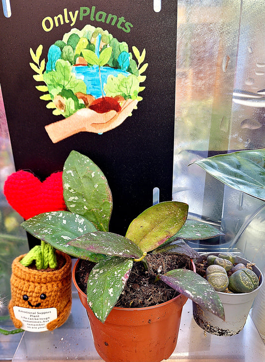 Hoya Rundumensis Splash - ONLY PLANTS
