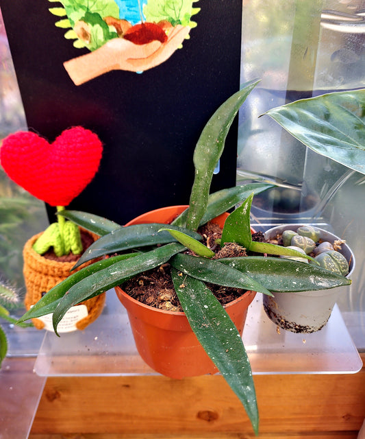 Hoya Minibelle - ONLY PLANTS