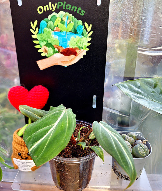 Philodendron Gloriosum "Dark Form" baby - ONLY PLANTS
