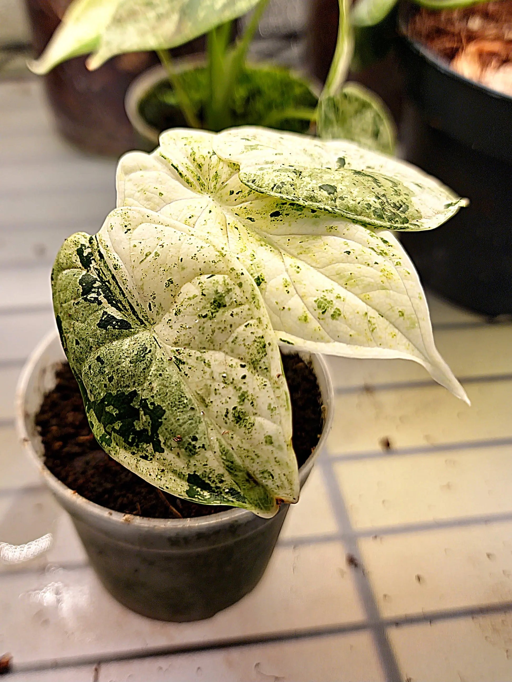 Alocasia Dragon Scale Speckled Variegata ONLY PLANTS