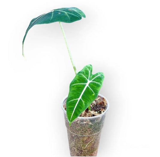 Alocasia micholitziana